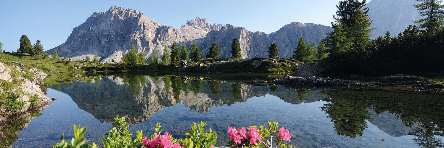 Wonder Cortina